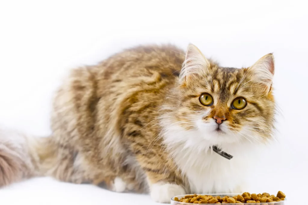 Guida completa all'alimentazione dei gatti a pelo lungo: Segreti per un mantello maestoso 01 blog 2