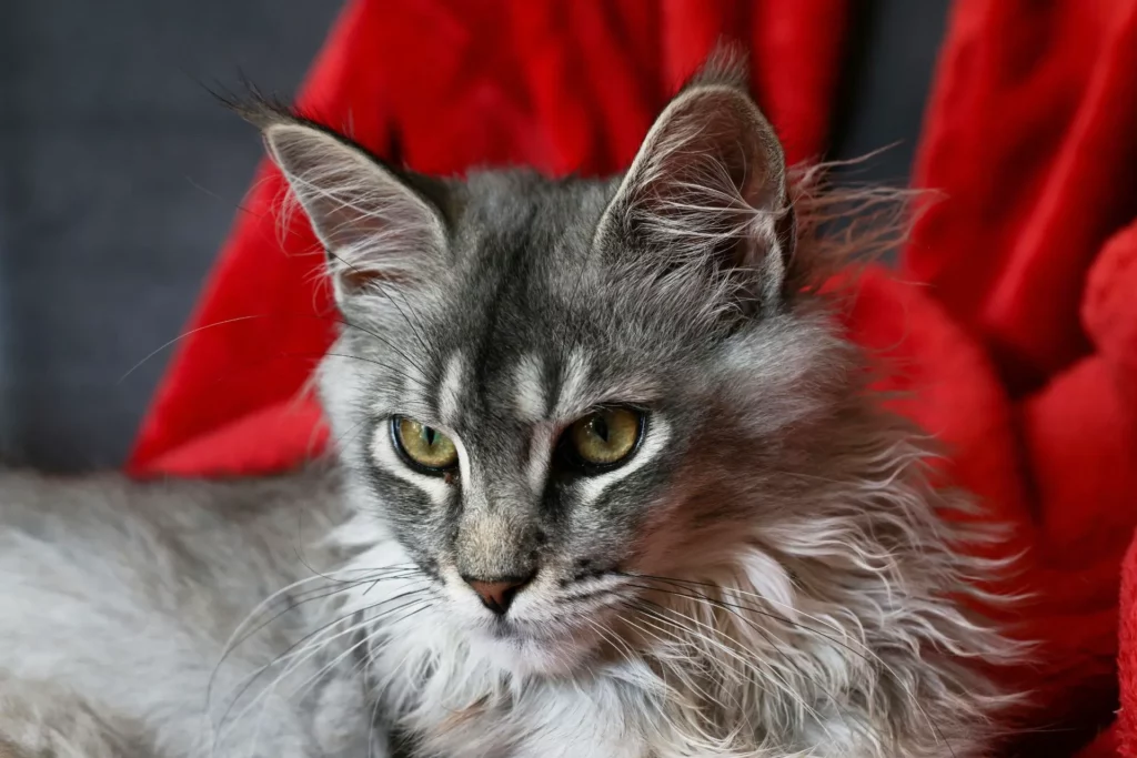 Guida completa all'alimentazione dei gatti a pelo lungo: Segreti per un mantello maestoso 01 blog 3