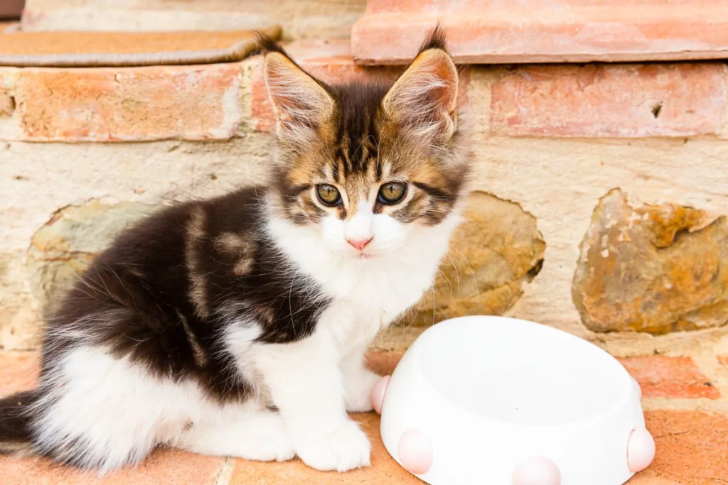 L'importanza dei test genetici nell'allevamento felino: Garantire una salute impeccabile 02 blog 2