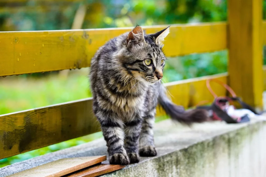 L'importanza dei test genetici nell'allevamento felino: Garantire una salute impeccabile 02 blog 3