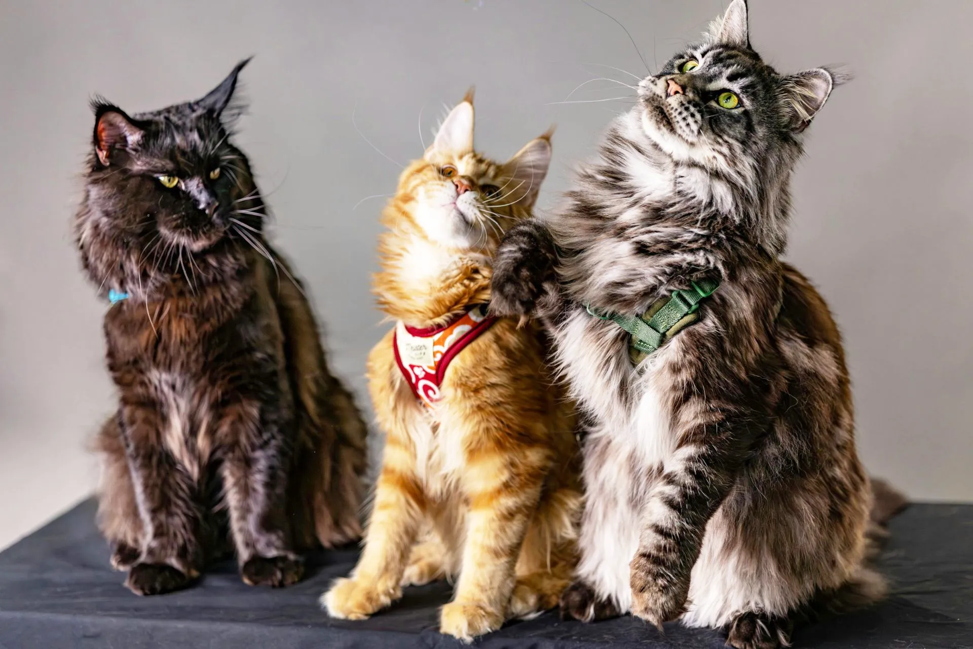 L'importanza dei test genetici nell'allevamento felino: Garantire una salute impeccabile 02 blog