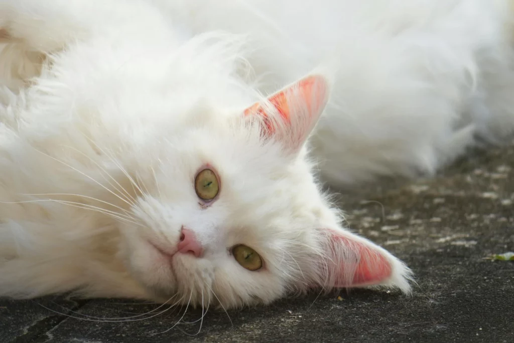 Preparare la casa per un nuovo cucciolo: Passaggi per un adattamento senza stress 03 blog (2)