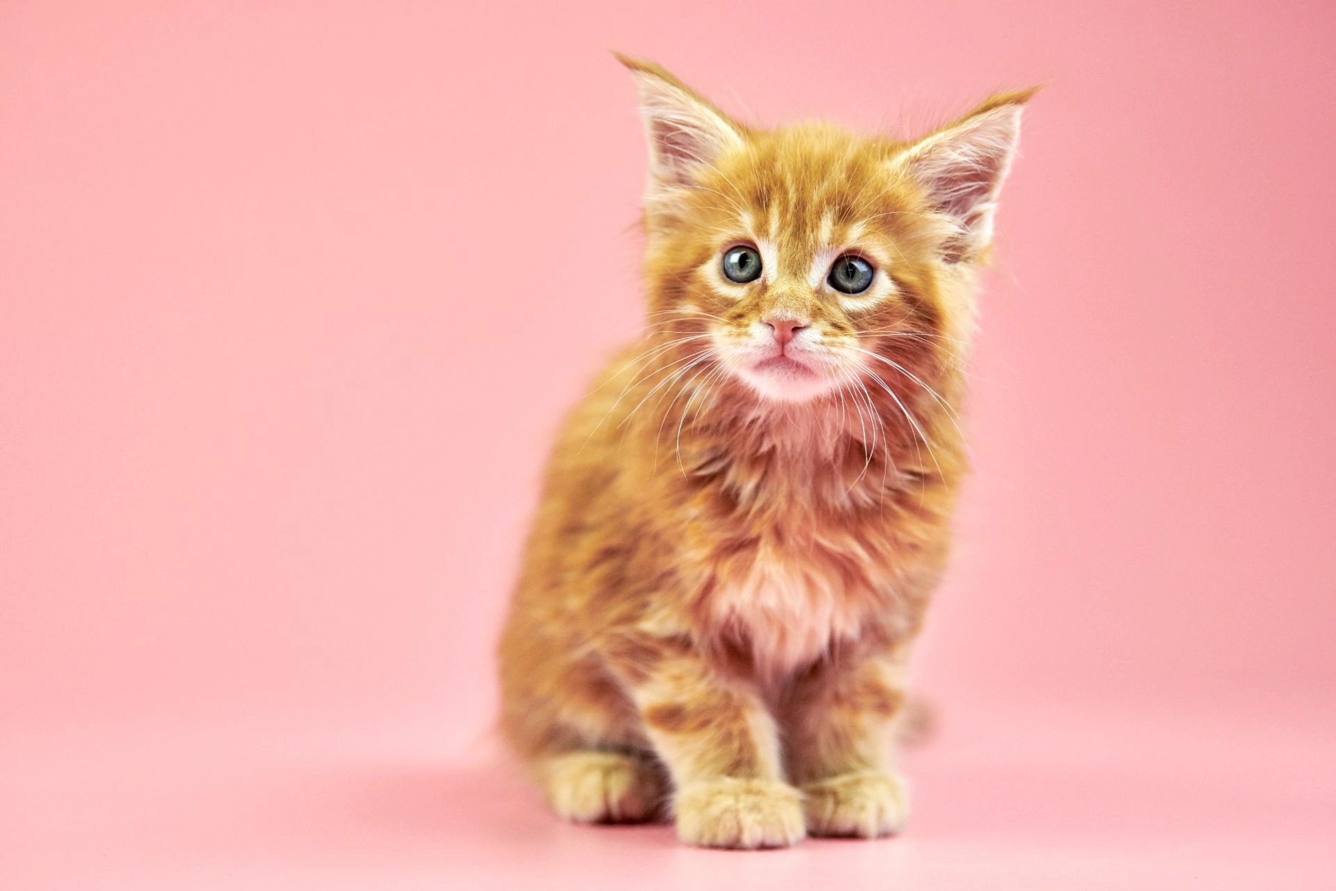 Preparare la casa per un nuovo cucciolo: Passaggi per un adattamento senza stress 03 blog