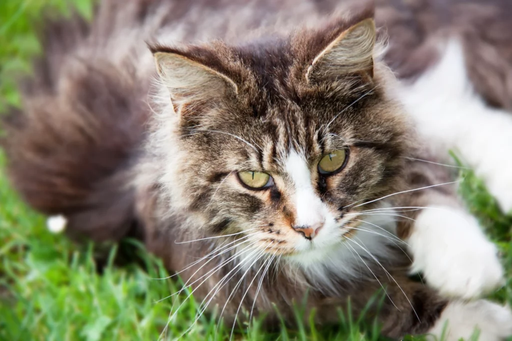 Preparare la casa per un nuovo cucciolo: Passaggi per un adattamento senza stress 03 blog 2