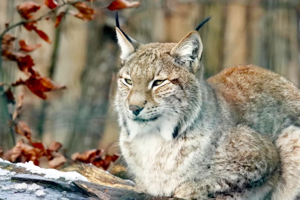 Home 08 lynx of monviso