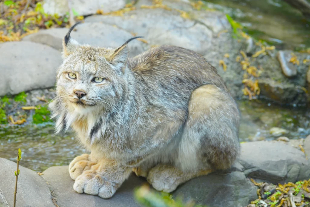 Home 10 lynx of monviso