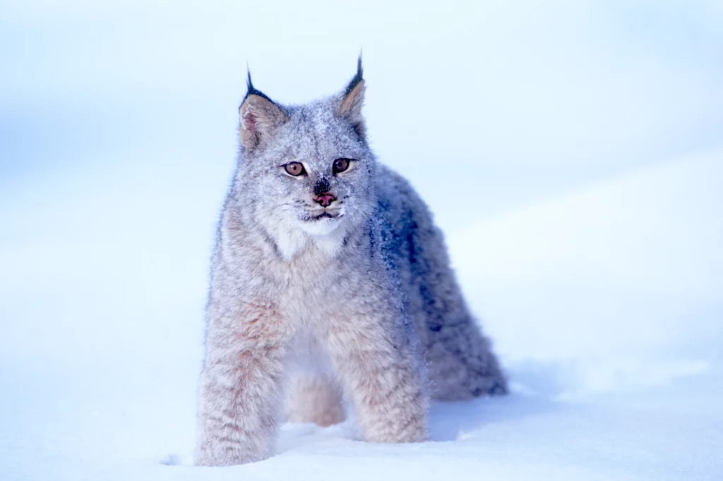 Home 11 lynx of monviso